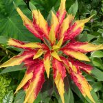 Hugh’s viering van eenjarigen uit zaad, deel 1