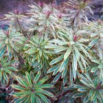 Juwelen van de herfst in de tuin van Fran