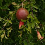 De beste fruitbomen voor Zuid-Californië